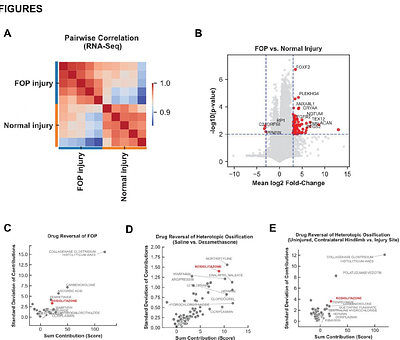 Activation of PPARγ redirects fibro-adipogenic progenitors to replace ectopic bone with fat in models of fibrodysplasia ossificans progressiva and trauma-induced heterotopic ossification