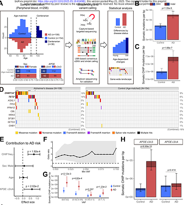 Clonal Hematopoiesis Mutations Increase Risk of Alzheimer's Disease with APOE ϵ3/ϵ3 Genotype