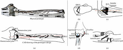 Enhancing the Performance of a Biomimetic Robotic Elbow-and-Forearm
  System Through Bionics-Inspired Optimization