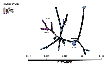 Population structure of Phytophthora infestans collected from potatoes in Guatemala and Honduras