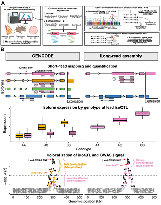 Improving isoform-level eQTL and integrative genetic analyses of breast cancer risk with long-read RNA transcript assemblies