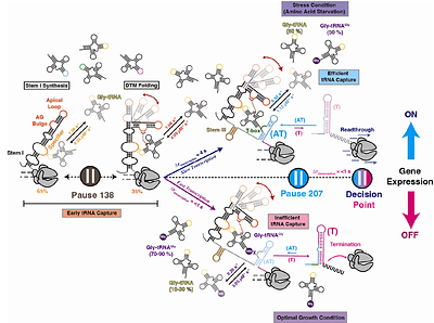 Directional co-transcriptional folding and pausing create kinetic checkpoints for riboswitch-controlled gene expression