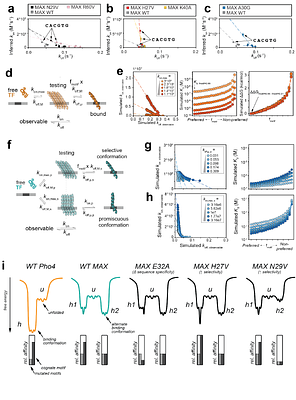 High-throughput thermodynamic and kinetic measurements of transcription factor/DNA mutations reveal how conformational heterogeneity can shape motif selectivity