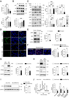Feeding induces c-Fos in hepatocytes contributing to hepatocellular carcinoma in obesity