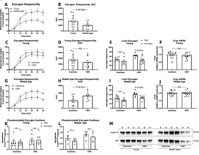 12 weeks of voluntary wheel running restores glucagon sensitivity in middle-aged mice