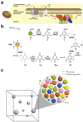 Complete Enzyme Clustering Enhances Coenzyme Q Biosynthesisvia Substrate Channeling