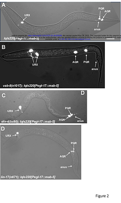 VAB-8/KIF26, LIN-17/Frizzled, and EFN-4/Ephrin, control distinct stages of posterior neuroblast migration downstream of the MAB-5/Hox transcription factor in Caenorhabditis elegans