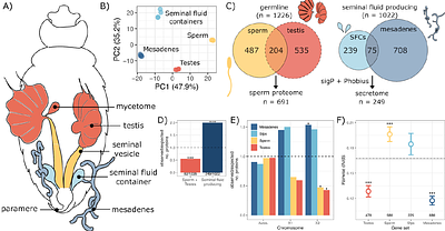 Evolution and adaptations of the seminal proteome in an insect with traumatic insemination
