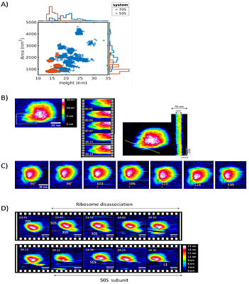 Real-time Visualization of Trigger Factor on Translating Ribosomes