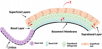 Intercellular forces driving stratification in a two-layer corneal epithelium: Insight from a Voronoi cell-based simulation model