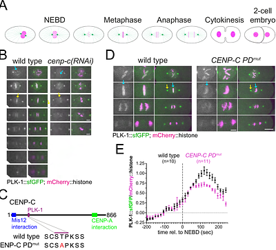 CENP-C-targeted PLK-1 regulates kinetochore function in C. elegans embryos