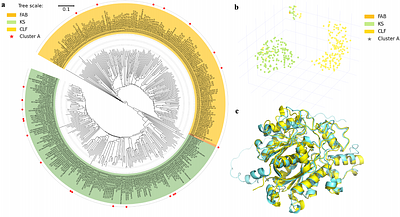 The evolutionary processes of bacterial aromatic polyketide ketosynthases