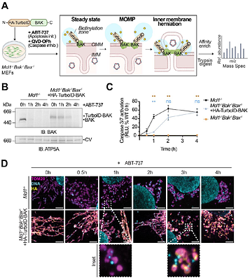 Proximity labelling of the BAK macropore uncovers a new role for SLC35A4-MP in mitochondrial dynamics