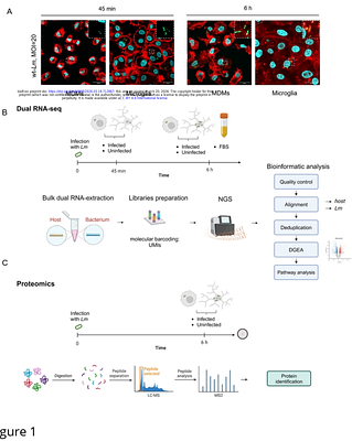 Lineage-specific macrophage programs dictate metabolic suppression and stress responses associated with VBNC-like states in Listeria monocytogenes