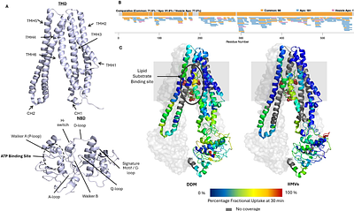 An Automated HDX-MS Platform for in situ characterisation of Membrane Proteins