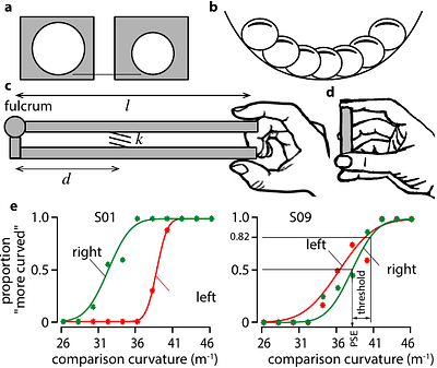 Haptic perception is contingent to hemispaces, not to hands