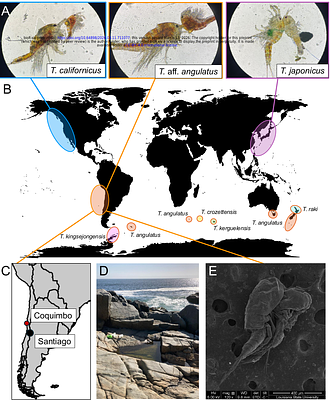 The curious case of a Chilean copepod (Tigriopus aff. angulatus) genome assembly