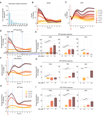 The Energetic Cost of Adrenergic Signaling in Primary Human Fibroblasts
