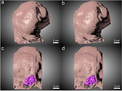 The 	Anaeramoeba symbiosome: a single contiguous organelle that doubles the cell's membrane surface