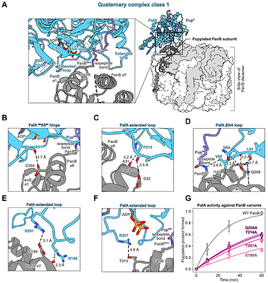 Structural basis of substrate recognition for proteasome degradation by prokaryotic ubiquitin-like protein ligase PafA