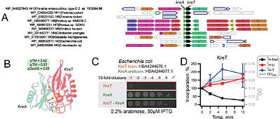 The Viral AlphaFold Database of monomers and homodimers reveals conserved protein folds in viruses of bacteria, archaea, and eukaryotes