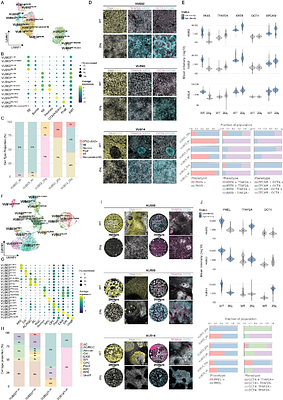 Increases in BCL2L1 and ID1 dosage synergistically drive fate bias and competitive advantage in human pluripotent stem cells