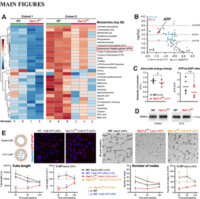 Purinergic receptor activation rectifies autism-associated endothelial dysfunction