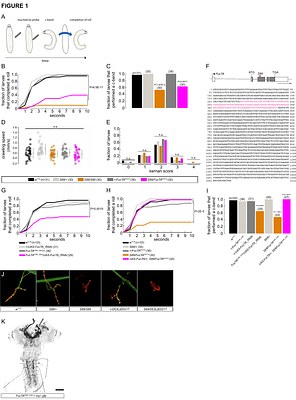 An α-1,3-fucosyltransferase influences thermal nocifensive escape behaviors in Drosophila larvae