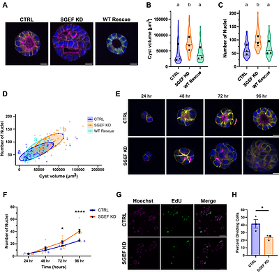 SGEF coordinates epithelial morphogenesis by regulating junction stability, collective migration, and extracellular matrix remodeling