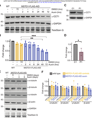 MSTO1 functions as a TRiC assembly factor linking cytosolic proteostasis to mitochondrial function