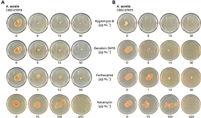 Resources for molecular studies of unculturable obligate biotrophic fungal plant pathogens using their saprotrophic relatives