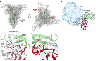 A neutralizing human antibody induces movement of the HCoV-229E receptor binding domain