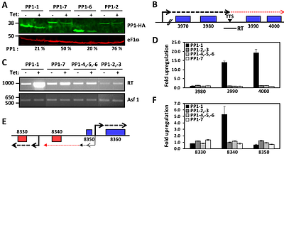 Protein Phosphatase PP1 Regulation of Pol II Phosphorylation is Linked to Transcription Termination and Allelic Exclusion of VSG Genes and TERRA in Trypanosomes.