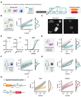 Model-guided design of microRNA-based gene circuits supports precise dosage of transgenic cargoes into diverse primary cells