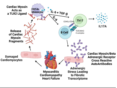 From Cardiac Myosin to the Beta Receptor: Autoantibodies Promote a Fibrotic Transcriptome and Reduced Ventricular Recovery in Human Myocarditis