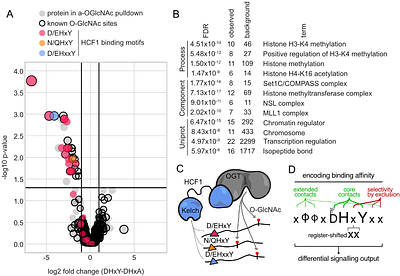 HCF1 orchestrates O-GlcNAcylation and affinity-dependent transcription through extended molecular determinants and register-shifted binding