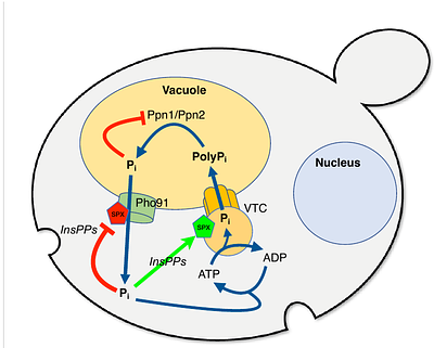 Acidocalcisome-like vacuoles constitute a feedback-controlled phosphate buffering system for the cytosol
