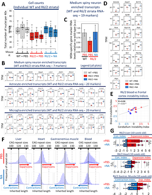 Interventionally targeting somatic CAG expansions can be a rapid disease-modifying therapeutic avenue: Preclinical evidence.