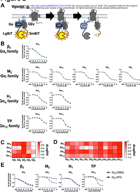 Comprehensive dissection of GPCR signaling using a NanoBiT-based platform