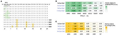 Comparative characterization of Cas12a2 orthologs identifies high-activity nucleases for programmable cell elimination