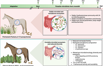 Nutritional Anthelmintics: Chicory Reconfigures the Equine Holobiont Across Microbial, Parasitic, and Host Scales