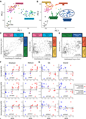 Reverse engineering neuron type-specific and type-orthogonal splicing-regulatory networks using single-cell transcriptomes