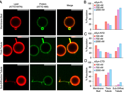 The disordered and structured regions of α-Synuclein contribute to membrane remodeling synergistically