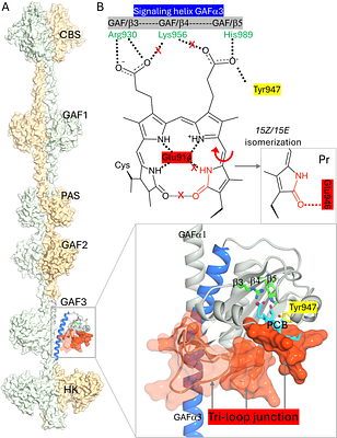 Crystal structures of a far-red photoreceptor in different light-absorbing states: insights into spectral tuning and light signaling
