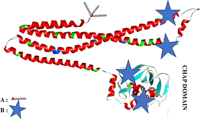 Detection of bifidobacterial lipoproteins with anti-viral potential in donor human milk