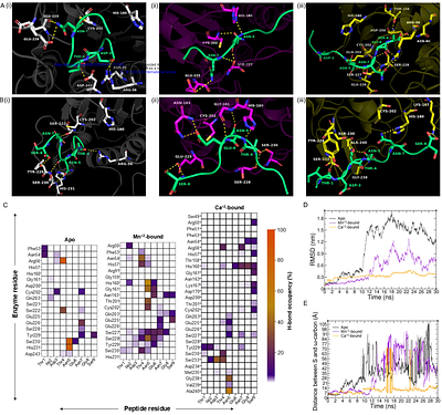 Characterizing the endopeptidase activity of Candida albicans Gpi8, a crucial subunit of the GPI transamidase