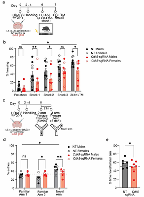 Neuron-specific epigenetic repression of Cdk5 impairs hippocampal-dependent memory in male and female mice