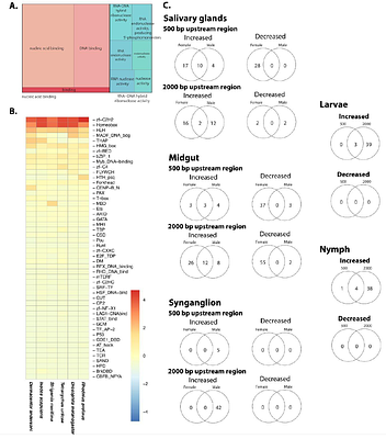 Genome sequencing and multi-stage, blood-feeding, and tissue-specific transcriptome atlas of the Rocky Mountain wood tick provide a critical resource for this vector