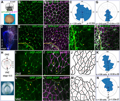 Mechanical cues organize planar cell polarity during vertebrate morphogenesis and embryonic wound repair