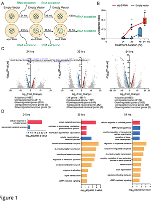 Transcriptome and Mutant Analysis of Neuronal Genes for Memory Formation and Retrieval in Caenorhabditis elegans